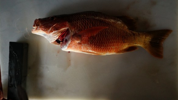 Muchas gracias a Victor, caretaker of Tres Pesces in Cabo Matopaolo, for catching us this snapper at 6am. I had it marinating by 7!