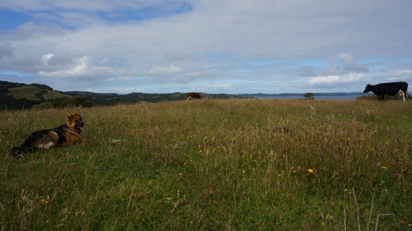view from the upper pasture