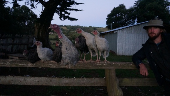 apparently turkeys love sitting on fences