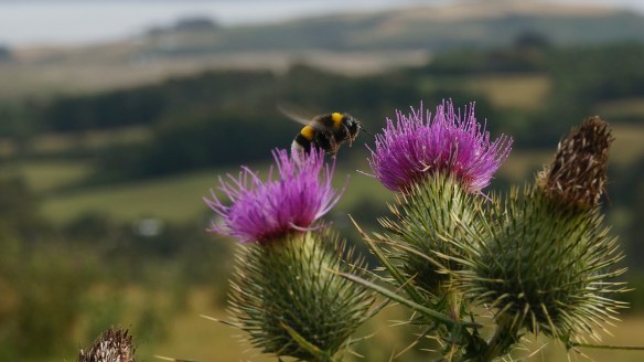 A common thistle-ish plant