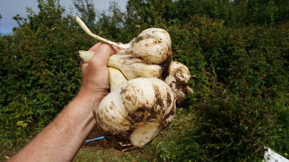 Gigantic Garlic! It's just regular old garlic, but apparently when the soil it is planted in is kept loose, it will grow this big!