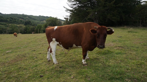 With no good pictures of the milk cows, I present you with a picture of a bull. You get the idea though...
