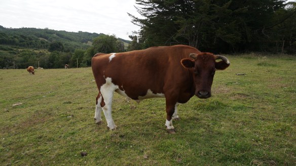 With no good pictures of the milk cows, I present you with a picture of a bull. You get the idea though...