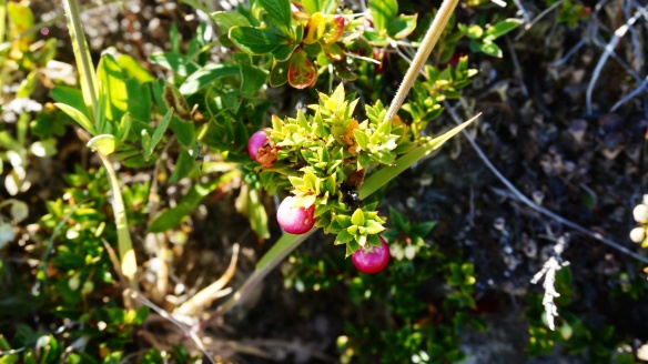 There are many edible berries growing in TDP. Here is a picture of one kind. I don't know the name of it, but it is a pinkish, fat little berry. We saw a ranger eating them and he told us they were ok! Apparently the same berries grow in Russia, according to some Russian hikers we met. 